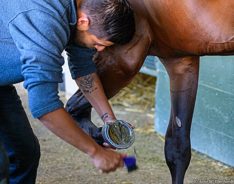 horse groom working