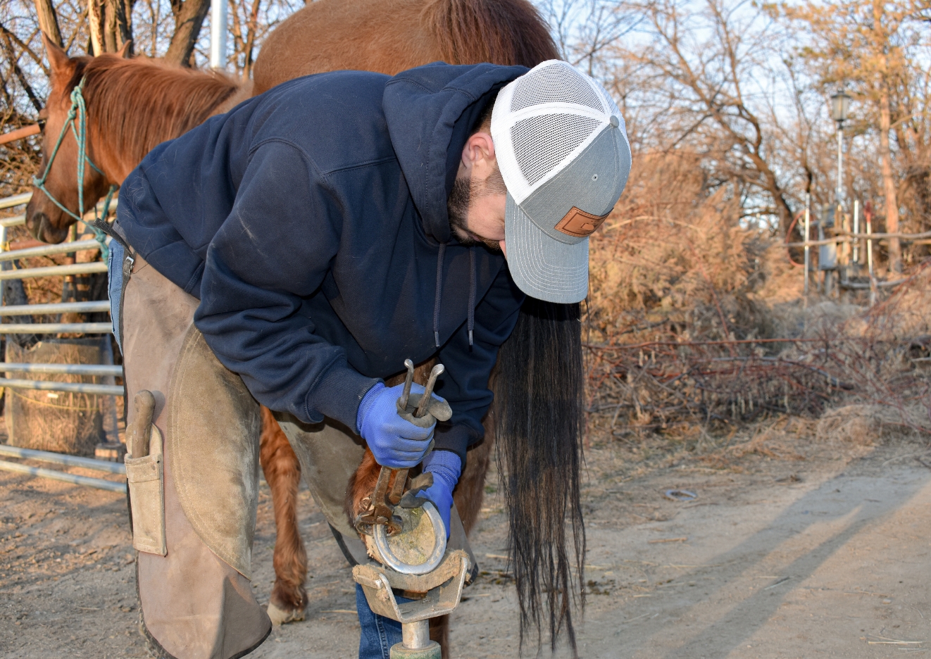 thoroughbred racehorse groom